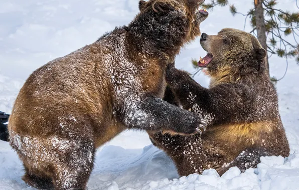 Animals, wildlife, Two, Brown Bears, Snow_