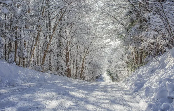 Зима, дорога, снег, деревья, день