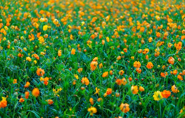 Поле, трава, цветы, луг