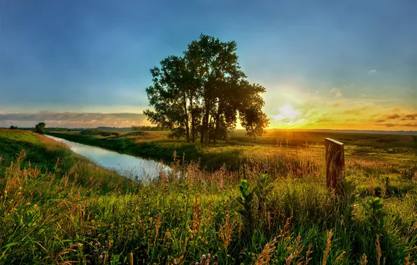 Картинка лето, трава, солнце, закат, природа, река, дерево, Поле