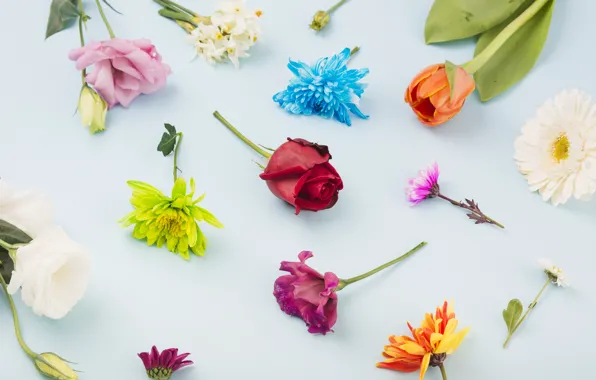 Цветы, розы, Colorful, flowers, декор, blue background, эустома