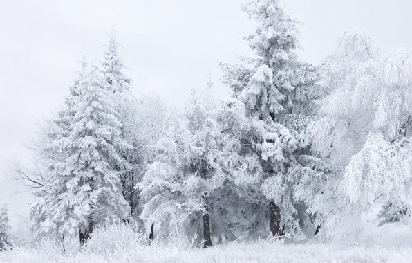 Зима, лес, белый, снег, деревья