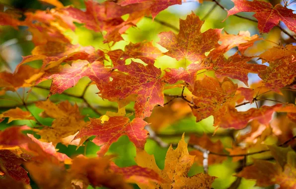 Осень, листья, цвета, макро, ветка
