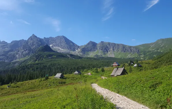 Зелень, лес, лето, трава, горы, синева, камни, скалы