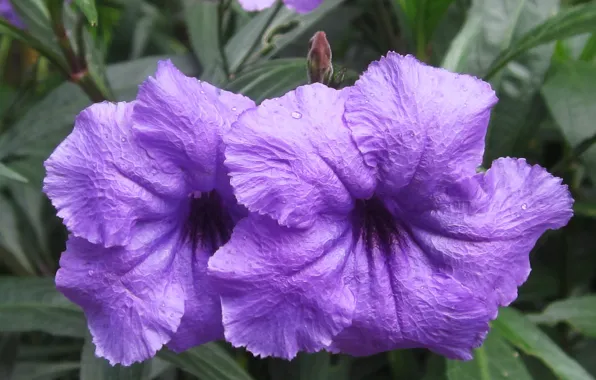 Flowers, macro, purple, blooming