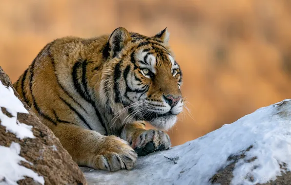 Картинка взгляд, морда, снег, тигр, хищник, лапы, дикая кошка, Николай Мозгунов
