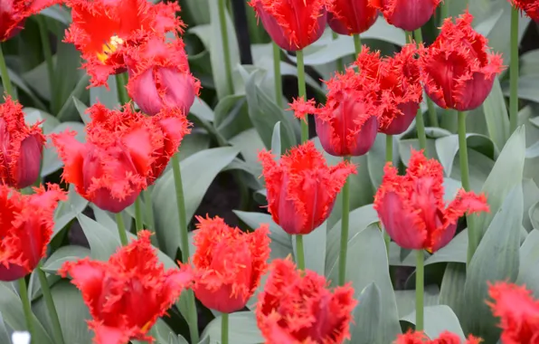 Holland, Europa, Niederlande, Tulpen, Kaukenhof
