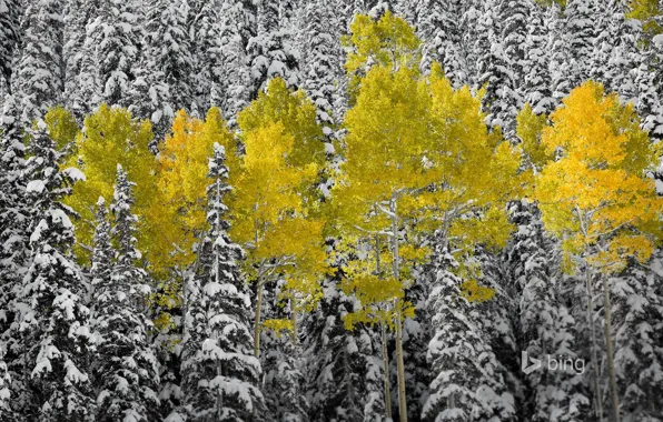Картинка осень, лес, листья, снег, ель, Колорадо, США, осина