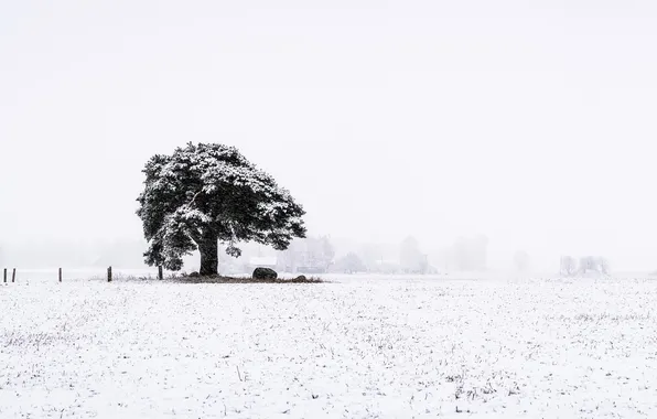 Картинка Nature, Landscape, First Snow