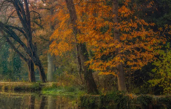 Картинка осень, деревья, пейзаж, природа, пруд, парк, канал, Голландия