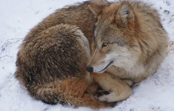 Картинка nature, snow, predator, face, animal, wolf, wildlife, portrait