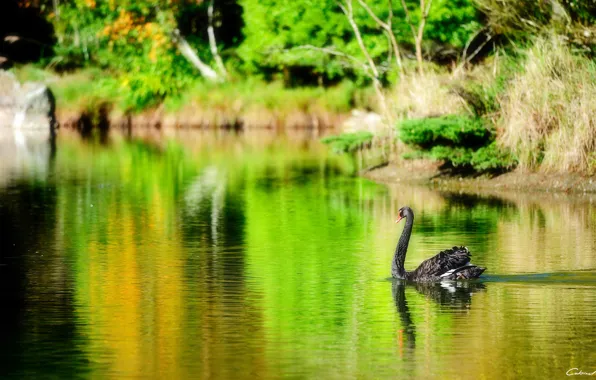 Картинка озеро, пруд, птица, черный, лебедь