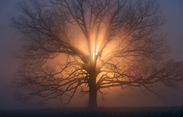 Картинка солнце, ветки, дерево, утро, дымка