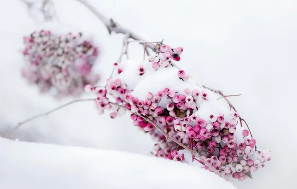 Картинка снег, природа, Berries