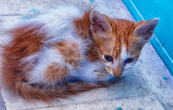 Природа, фон, котёнок