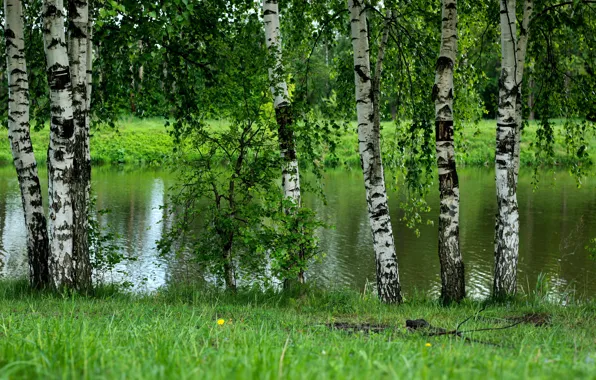 Зелень, деревья, Береза