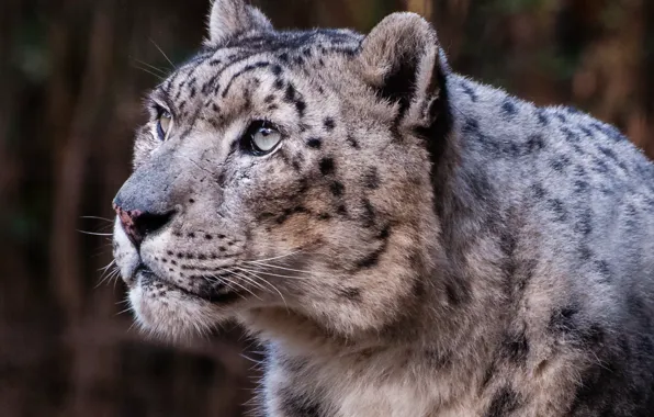 Картинка Light, animal, wildlife, photography of snow leopard, Bronx Zoo