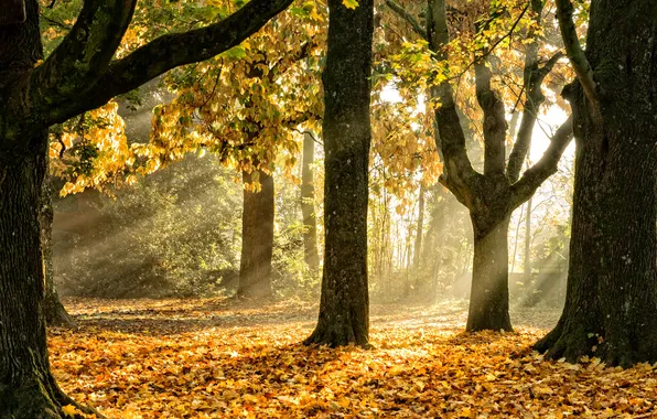 Картинка осень, листья, свет, деревья