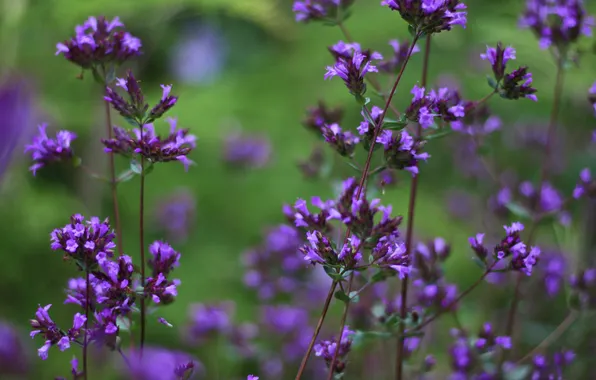 Травушка, Violet Breeze, цветочьки, фиолетбриз