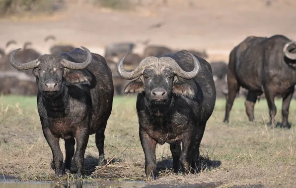 Asia, animal, buffalos