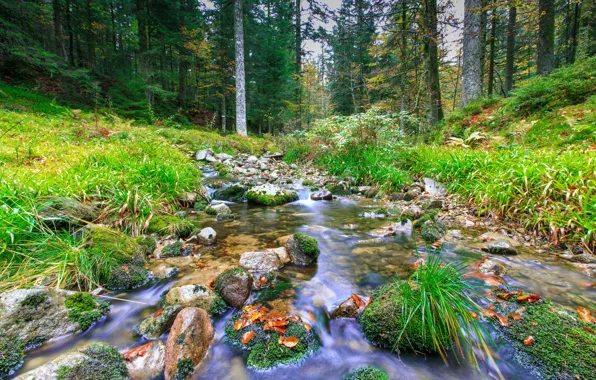 Картинка деревья, камни, Франция, речка, горный массив, Lorraine, Lothringen, les Vosges