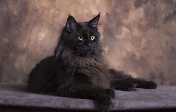 Кошка, кот, взгляд, поза, черный, лежит, мордашка, мейн-кун