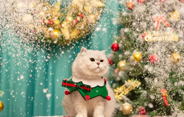 Кошка, кот, взгляд, снег, поза, Рождество, костюм, воротник