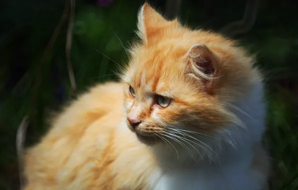 Картинка кошка, кот, взгляд, морда, фон, портрет, рыжая