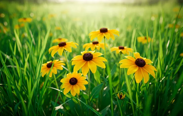 Трава, цветы, обои, луг, wallpaper, grass, flowers, боке