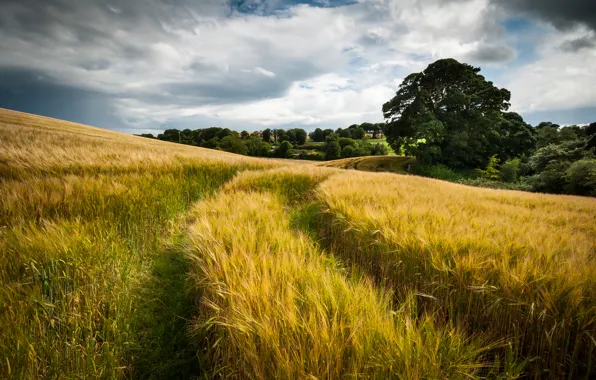 Картинка пшеница, поле, лето, небо, облака, природа, след