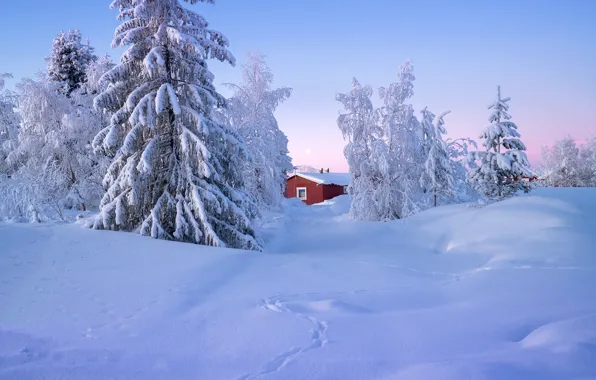 Картинка зима, снег, деревья, пейзаж, природа, дом, ели, Швеция