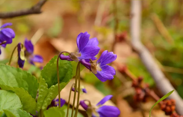 Весна, Spring, Фиолетовые цветы, Purple flowers