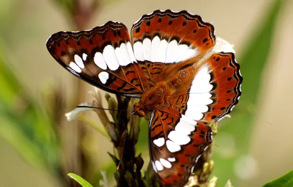 Узор, бабочка, растение, крылья, мотылек