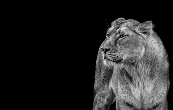 Cat, predator, wild, wildcat, grayscale photography of a lioness