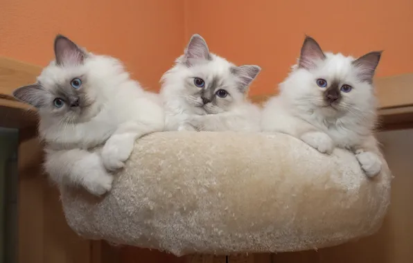 Взгляд, поза, котенок, фон, стена, котята, белые, котёнок