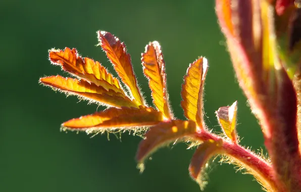 Macro, spring, leaf