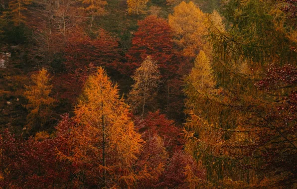 Осень, лес, деревья, ветки, заросли, яркие, желтые, склон