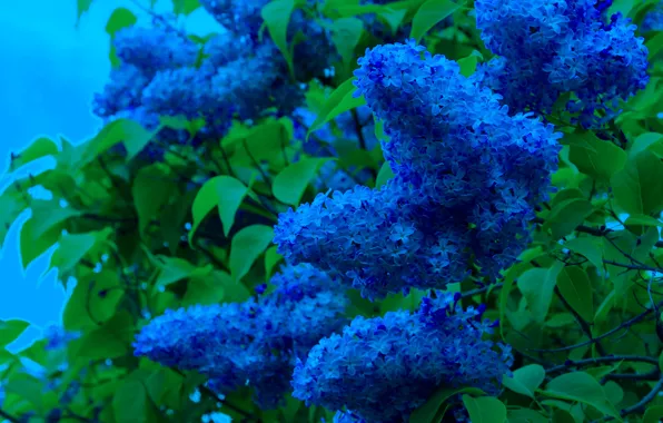 Flower, blue, spring, lilac, blooming