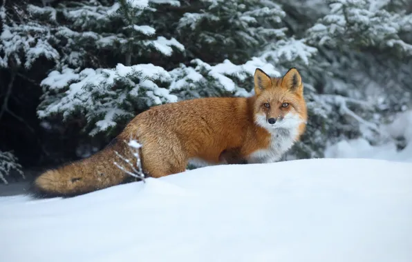 Зима, снег, лиса, красавица, рыжая