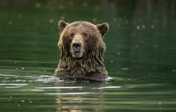 Морда, природа, поза, медведь, купание, водоем, бурый