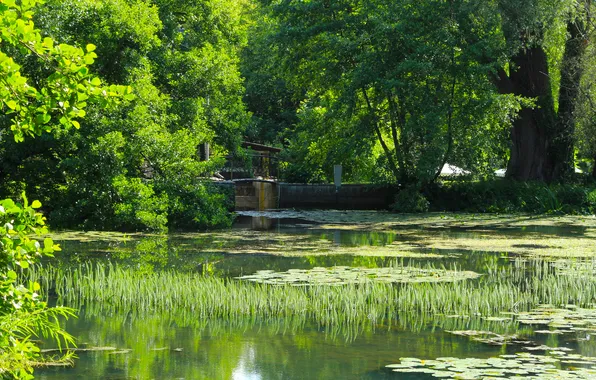 Trees, water, park, lake, pond