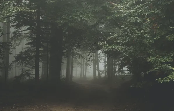 Дорога, лес, деревья, природа, туман, Польша