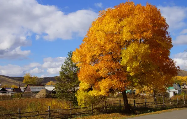 Картинка осень, природа, дерево, краски, деревня