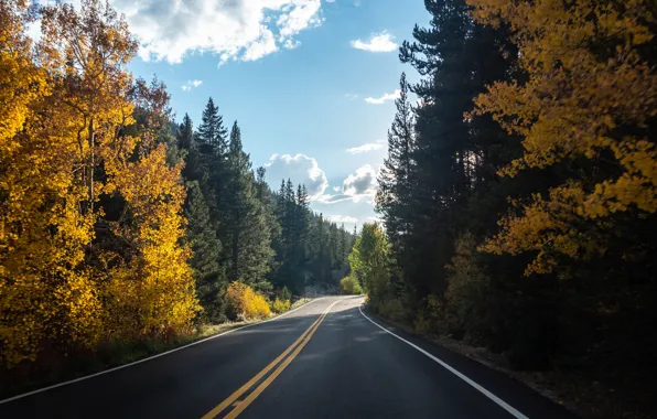 Forest, sky, trees, landscape, nature, clouds, Road, fall