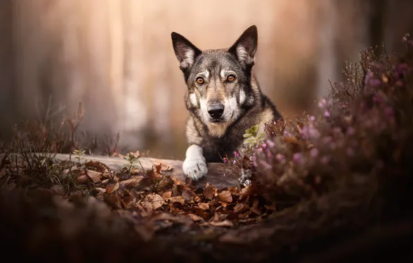 Взгляд, морда, собака, бревно, боке, опавшие листья