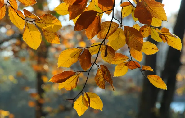 Autumn, leafs, plant, twig