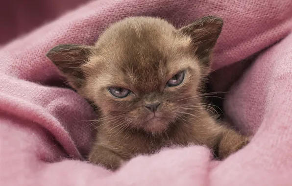 Кошка, взгляд, поза, котенок, мордашка, гремлин, ориентал, ориентальная кошка