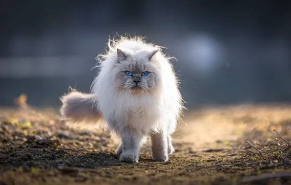 Кошка, кот, взгляд, свет, природа, серый, фон, пушистый