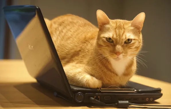 Кошка, кот, взгляд, стол, стена, портрет, техника, рыжий