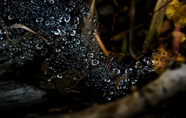 Листья, капли, макро, дождь, rain, leaves, macro, drops